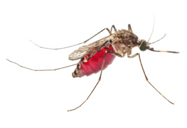 Mosquito Pest Fumigation