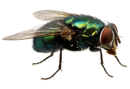 Fly Pest Exterminators