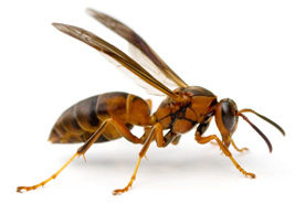 Wasp Pest Removal in Brits